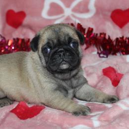 Cola - Fawn male Pug puppy in Tuscola, Illinois from Dream on puppies
