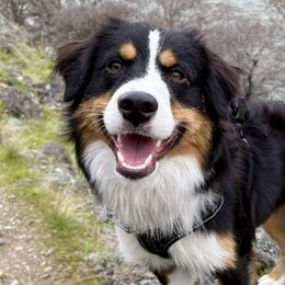 Miniature American Shepherds from Norse Aussies