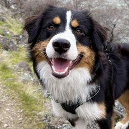 Miniature American Shepherds from Norse Aussies