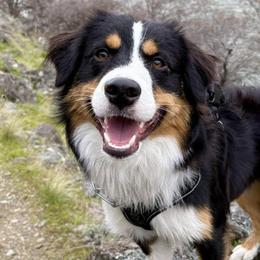Miniature American Shepherds from Norse Aussies
