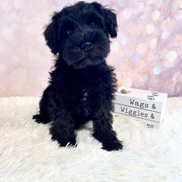 Green collar Boy - Black male Miniature Schnauzer puppy in Springfield, Tennessee from My Lovable Schnauzers