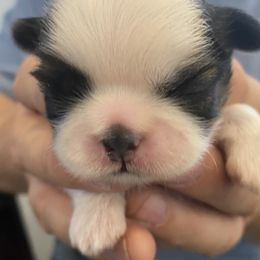 Shih Tzu Puppies from Willow Lane Shih Tzus