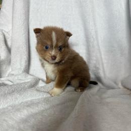 Boy 1 - Chocolate parti male Pomeranian puppy in El Sobrante, California from Little Lovers Kennels, LLC
