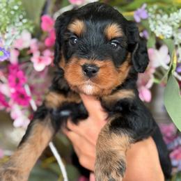 Cowboy - male Bernedoodle puppy in Yuciapa, California from AlltheDoodlez_