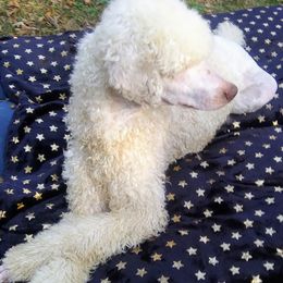 Knox - Poodle