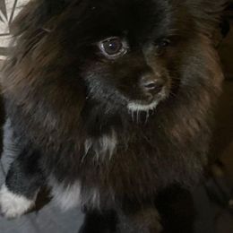 Miniature Schnauzers and Pomeranians from Goulden_Pups