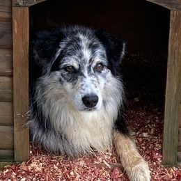 Coal - Australian Shepherd