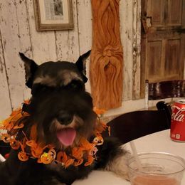 Kyla - Miniature Schnauzer