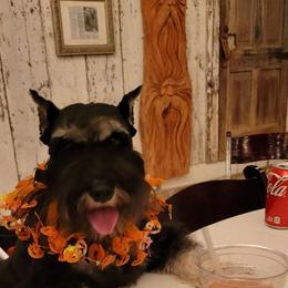 Kyla - Miniature Schnauzer