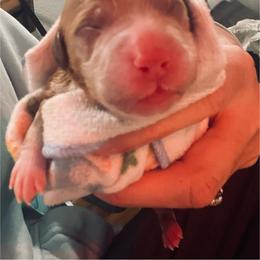 Goldendoodle Puppies from Graystone Doodles