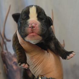 Brindle boy 3 - Brindle male Boxer puppy in Red Boiling Springs, Tennessee from Silver Rain