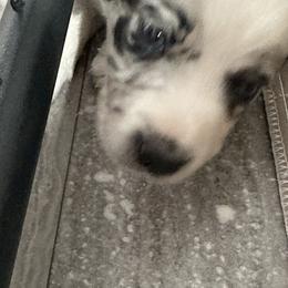 Border Collie Puppies from Roaring River Border Collies