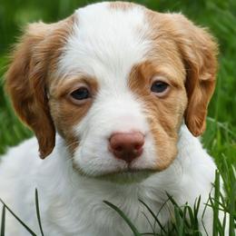 Wesson - Orange and white male Brittany puppy in Hollidaysburg, Pennsylvania from Royal Flush Farms