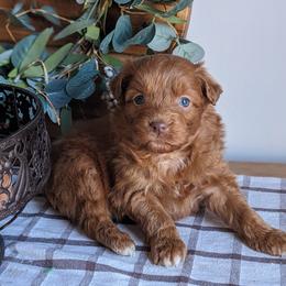 Purple collar - Red female Companion Cross puppy in Tom's Brook, Virginia from rising sun duck tollers