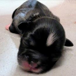 Cotton Candy - Sable and white female Shih Tzu puppy in Orange Park, Florida from Sweetz Kennelz