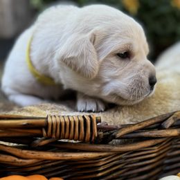 Sierra - Labrador Retriever puppy from Limestone Labradors