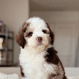 Kenai, Boy - Chocolate merle male Bernedoodle puppy in Maricopa, Arizona from Desert Ridge Doodles