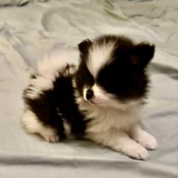 Boy 4 - Black parti male Pomeranian puppy in Minooka, Illinois from Sheree’s Pomeranians