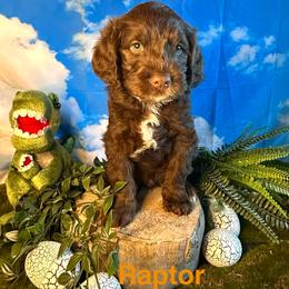 Raptor - Chocolate male Labradoodle puppy in Chelan, Washington from North Cascades Doodles