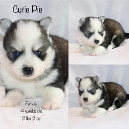 Cutie Pie - Black and white female Pomsky puppy in Denham Springs, Louisiana from Bayouland Pomskies