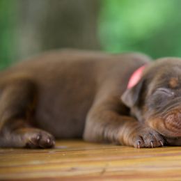 Doberman Pinschers from Von Hohenhalla Dobermans