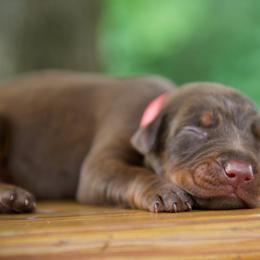 Doberman Pinschers from Von Hohenhalla Dobermans