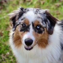 Maggie - Blue merle female Australian Shepherd puppy in Darden, Tennessee from WFF Aussies & Miniature Schnauzers