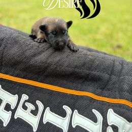 Desire- red - Fawn sable female Belgian Malinois puppy in North Carolina from Furia Ignis Belgian Malinois