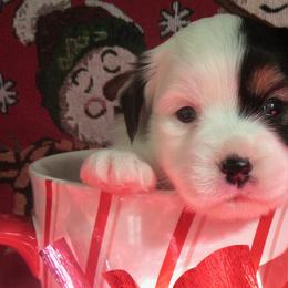 Australian Shepherds from Heart2Heart Pups LLC