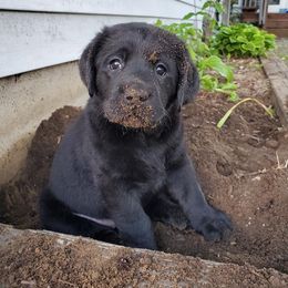 Labrador Retriever Puppies from Freedom Labradors