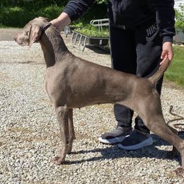 Marley - Weimaraner