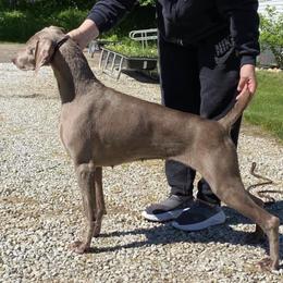 Marley - Weimaraner