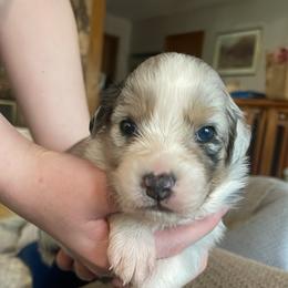 Fritz - Blue merle male Australian Shepherd puppy in Trail, Oregon from Stapp's Australian Shepherds