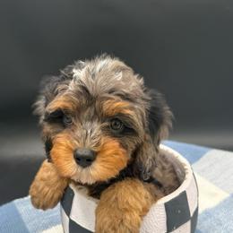 Pepperoni - Merle male Cavapoo puppy in Austin, Texas from Doodles of Central Texas