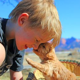 Aussiedoodle Puppies from Color Country Doodles