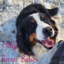 Holly - Bernese Mountain Dog