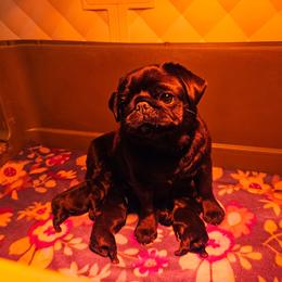 Male 2 - Brindle male Pug puppy in Jacksonville, North Carolina from Coliseum de Cassiope