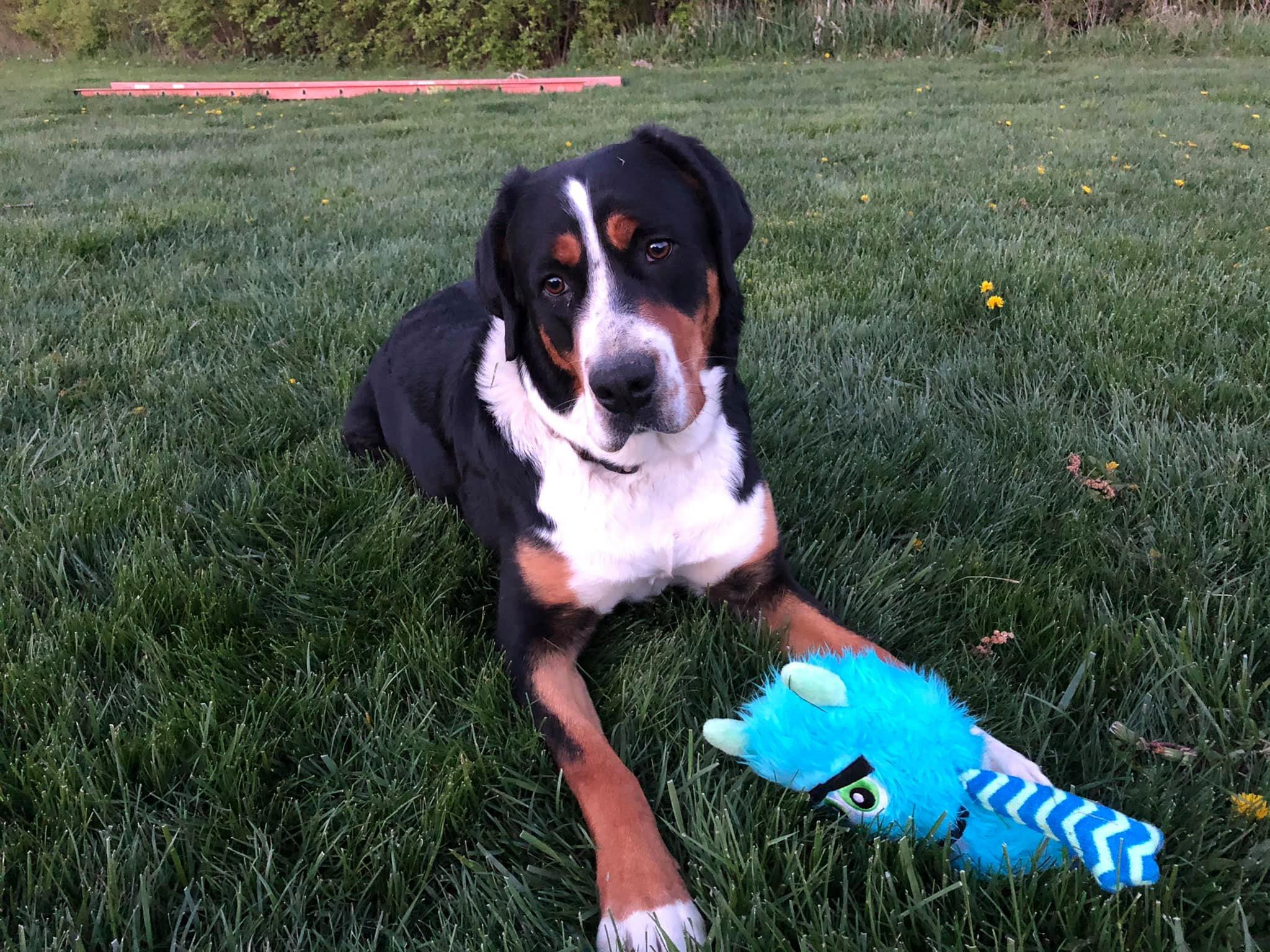 SS Swisses in Ohio | Greater Swiss Mountain Dog and Rottweiler puppies ...