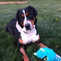 Greater Swiss Mountain Dogs and Rottweilers from SS Swisses