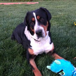 Greater Swiss Mountain Dogs and Rottweilers from SS Swisses
