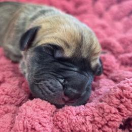 M'Lynn - Fawn female Great Dane puppy in Granby, Missouri from HCR Great Danes