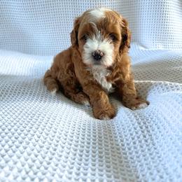 Rusty - Apricot male Goldendoodle puppy in Fredericksburg, Ohio from Timshell Farm: Specialty Crossbreed Puppies