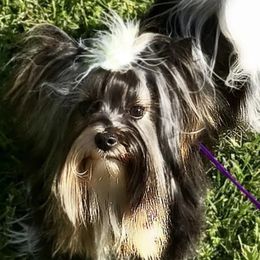 Jingles - Biewer Terrier