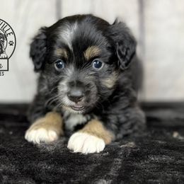 Boy 3 - Miniature Australian Shepherd puppy in Buchanan, Georgia from Stanleyville Farm Mini Aussies