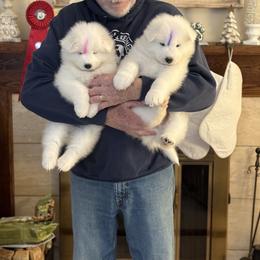 Samoyed Puppies from Arctic Edge Samoyeds