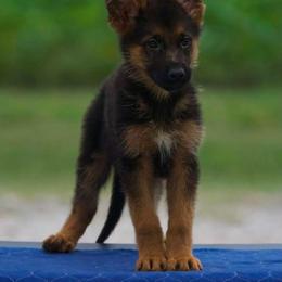 Canyon - Black and red male German Shepherd puppy in Youngsville, North Carolina from di Casa Ortiz German Shepherds