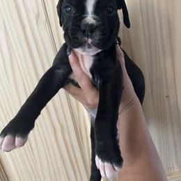 Boy 4 - Brindle male Boxer puppy in Staatsburg, New York from Rumors of Luv Boxers