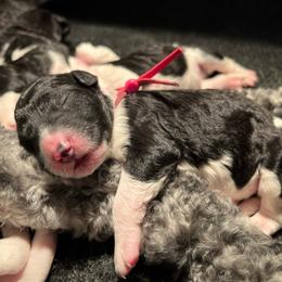 Pink - Parti female Poodle puppy in Wilkes Barre, Pennsylvania from Apricity Poodles