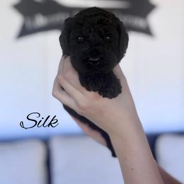 TBA - Black female Goldendoodle puppy in Cleveland, Tennessee from Liberty Creek Farms