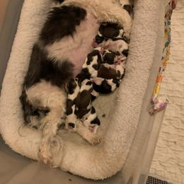 Girl 5 - female Shih Tzu puppy in Foristell, Missouri from Lakewood